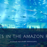 アクアパーク品川の通な楽しみ方♡アクアジャングルの獰猛な魚たち