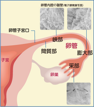 卵管の構造
