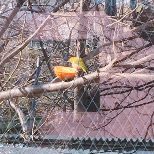 桜の木にとまるウグイス